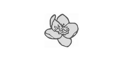 Caltha