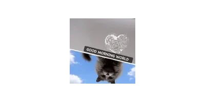 Cat's Best