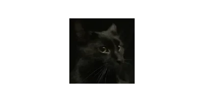 MAGIC CAT